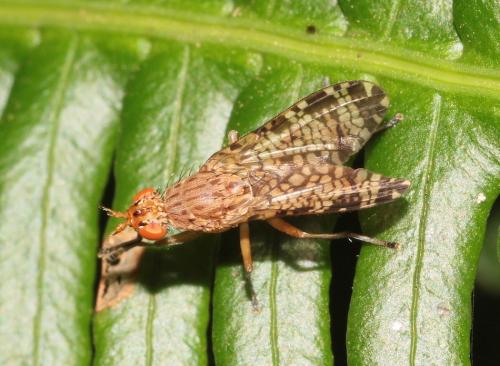 Réf. 289 201 : Euthycera chaerophylli